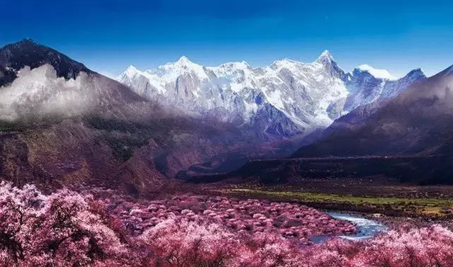 布里斯托邀您美文欣賞！ 十里桃花，不如你！