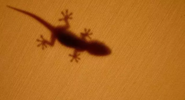 布里斯托空壓機(jī)科普民間都說壁虎是五毒之一？它有什么毒？