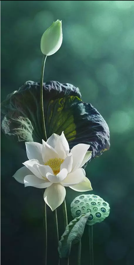 炎炎夏日，淡淡的，就好